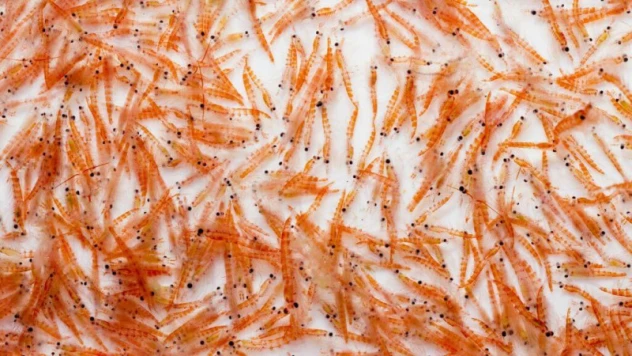 Dầu nhuyễn thể – Hiểu đúng về EPA & DHA
